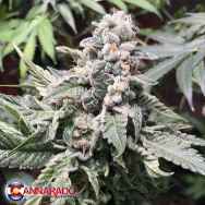 Cannarado Genetics Seeds Gelatti Biscotti