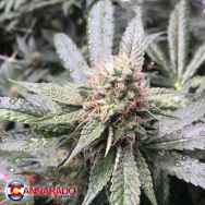 Cannarado Genetics Seeds Grape Nana