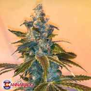 Cannarado Genetics Seeds Kitchen Sink