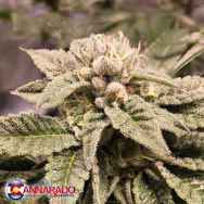 Cannarado Genetics Seeds La Quinceanera