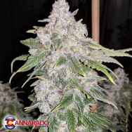 Cannarado Genetics Seeds Lemon Slushee