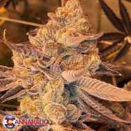 Cannarado Genetics Seeds Margalope