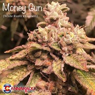 Cannarado Genetics Seeds Money Gun