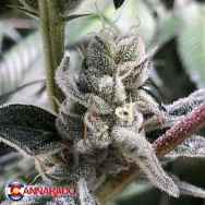 Cannarado Genetics Seeds Party Foul