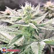 Cannarado Genetics Seeds Single Scoop