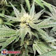 Cannarado Genetics Seeds Sour Sundae