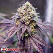 Cannarado Genetics Seeds Special Occasion