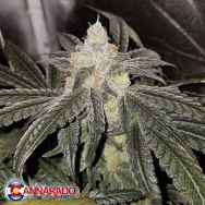 Cannarado Genetics Seeds Sundae Driver BX