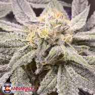 Cannarado Genetics Seeds Sundae Sunset