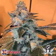 Cannarado Genetics Seeds TriFi Sundae