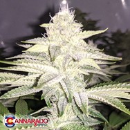 Cannarado Genetics Seeds Twins