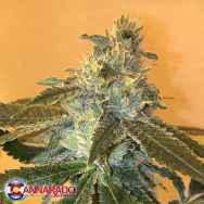 Cannarado Genetics Seeds Uber