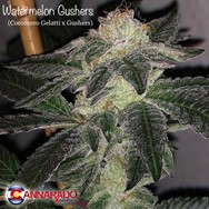 Cannarado Genetics Seeds Watermelon Gushers