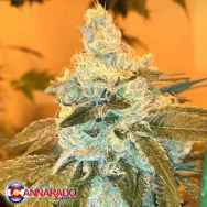 Cannarado Genetics Seeds Weed Nap