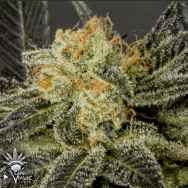 CannaVenture Seeds Pure LA Affie