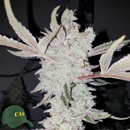 Capulator Seeds Banana MAC