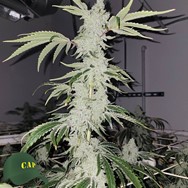 Capulator Seeds Goat Gas F3