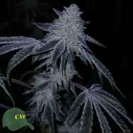 Capulator Seeds Gogurtz