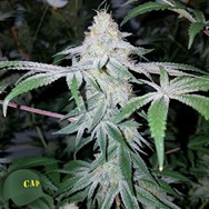 Capulator Seeds Orange Apricot x MAC