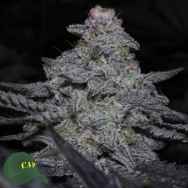 Capulator Seeds MAC