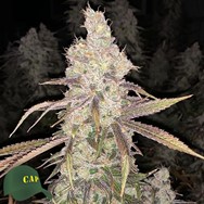 Capulator Seeds Sour Chillz