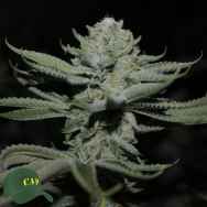 Capulator Seeds Strawberry Pines