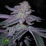 Capulator Seeds Wolkenfresser