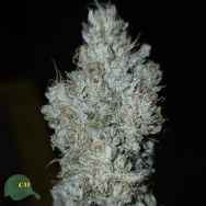 Capulator Seeds Wookie Strength