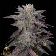 Cipher Genetics Caramelz