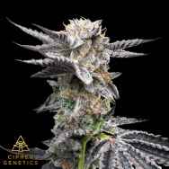 Cipher Genetics Chikitaz