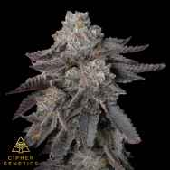 Cipher Genetics Gas Burzt