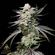 Cipher Genetics Prism OZ