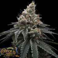 Common Wealth Seeds Briar Berriez
