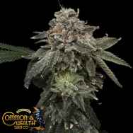 Common Wealth Seeds Briar Patch