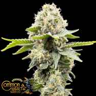 Common Wealth Seeds Grape Ghost