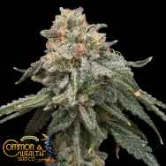 Common Wealth Seeds Grape Goblin