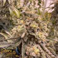 Common Wealth Seeds Grape Krush