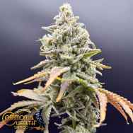 Common Wealth Seeds ICC x Grape Sunshine