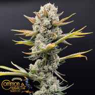 Common Wealth Seeds Imperial Grapes