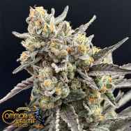 Common Wealth Seeds Piesol
