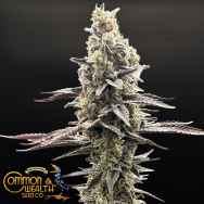 Common Wealth Seeds Speed Bump