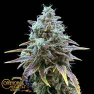Common Wealth Seeds Sweet Pink Grapefruit x Grape Sunshine