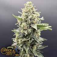 Common Wealth Seeds Golden Guava