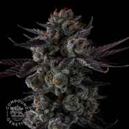 Compound Genetics Seeds Any Day