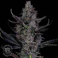 Compound Genetics Seeds Bling Blaow
