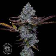 Compound Genetics Seeds Candy Pave
