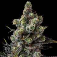 Compound Genetics Seeds Cellar Stash