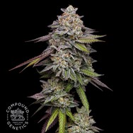 Compound Genetics Seeds Double Stack