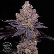 Compound Genetics Seeds Double Up