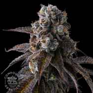 Compound Genetics Seeds Dulce Dreams